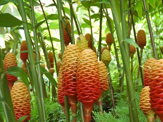 ဒါကဂျင်းစက်ရုံနဲ့တူတယ်